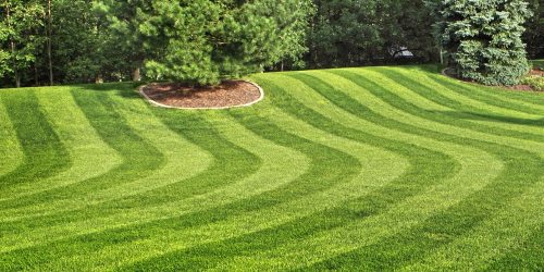 Lawn Mowing, Grass Cutting, Lawn Maintenance,